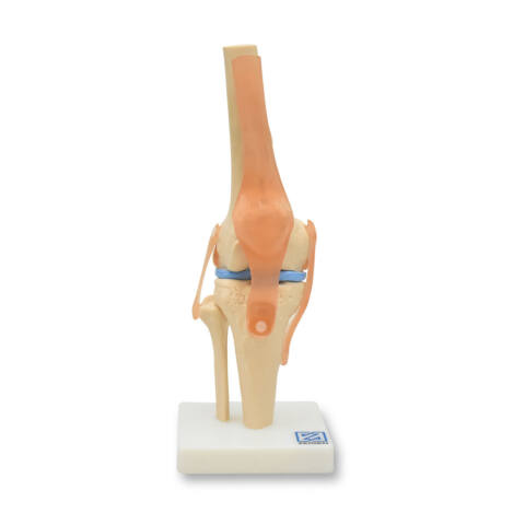 ARTICULACIÓN DE RODILLA