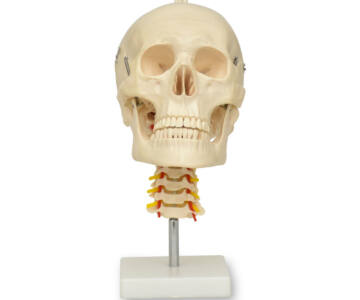 MODELO ANATÓMICO DE CRÁNEO CON CUELLO