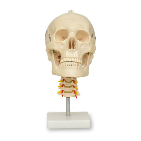 MODELO ANATÓMICO DE CRÁNEO CON CUELLO