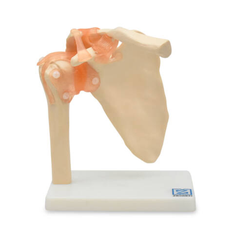 ARTICULACIÓN DE HOMBRO