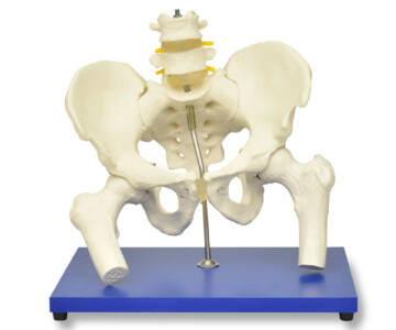 ESQUELETO DE LA PELVIS CON COLUMNA LUMBAR Y CABEZA DE FÉMUR