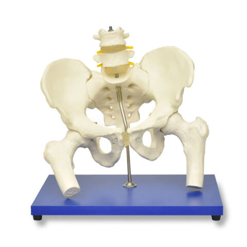 ESQUELETO DE LA PELVIS CON COLUMNA LUMBAR Y CABEZA DE FÉMUR