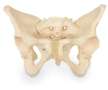 PELVIS FEMENINA