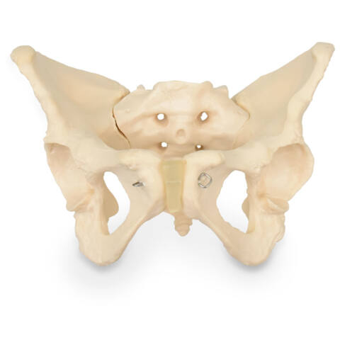 PELVIS FEMENINA