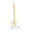 COLUMNA VERTEBRAL FLEXIBLE