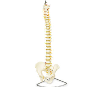 COLUMNA VERTEBRAL FLEXIBLE