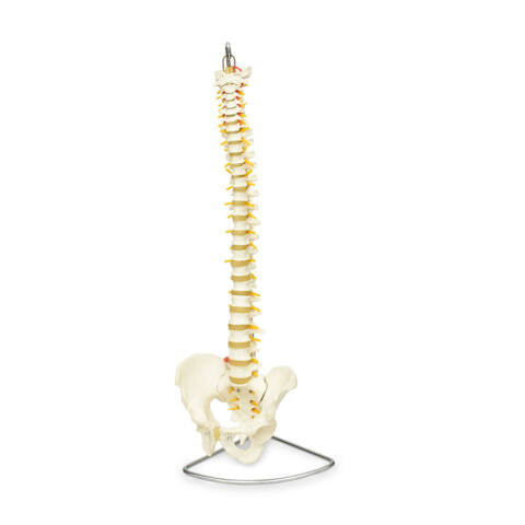 COLUMNA VERTEBRAL FLEXIBLE