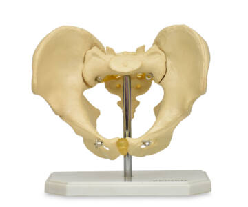 PELVIS MASCULINA ÓSEA