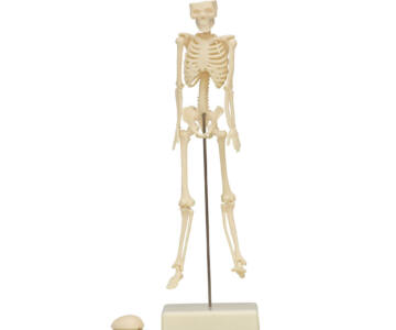 MODELO ANATÓMICO DE ESQUELETO DE 18 CM