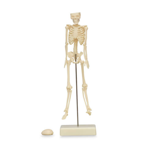 MODELO ANATÓMICO DE ESQUELETO DE 18 CM