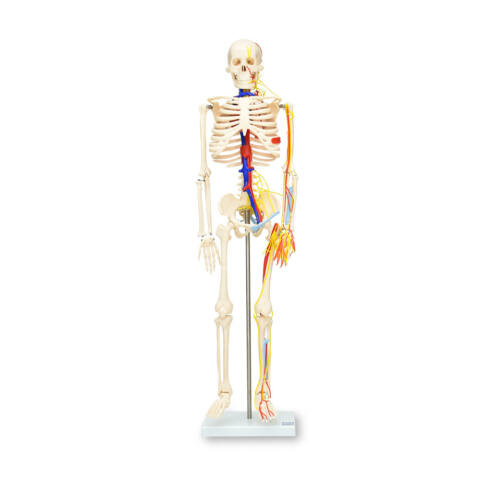 ESQUELETO 85 CM DE LUJO