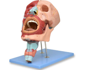 MODELO DE SISTEMA RESPIRATORIO, CON CAVIDADES ORAL Y NASAL, FARINGE Y LARINGE