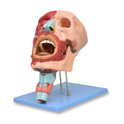 MODELO DE SISTEMA RESPIRATORIO, CON CAVIDADES ORAL Y NASAL, FARINGE Y LARINGE