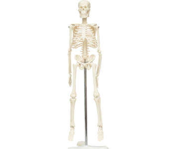 MODELO DE ESQUELETO DE 45 CM