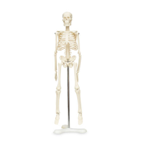 MODELO DE ESQUELETO DE 45 CM