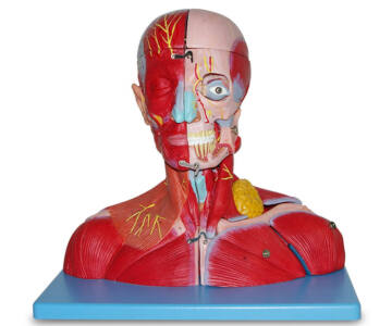 MODELO ANATÓMICO DE LA CABEZA Y CUELLO CON CEREBRO, VASOS Y NERVIOS