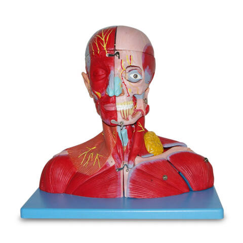 MODELO ANATÓMICO DE LA CABEZA Y CUELLO CON CEREBRO, VASOS Y NERVIOS