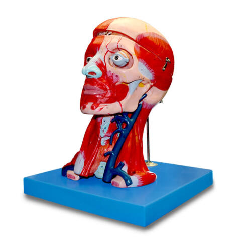 MODELO ANATÓMICO DE MUSCULATURA DE CABEZA Y CUELLO