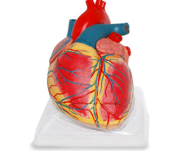 CORAZÓN GIGANTE DE LUJO