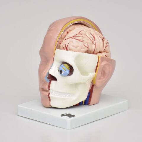 CABEZA NATURAL CON MEDIO CEREBRO - Imagen 2