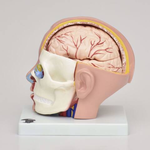 CABEZA NATURAL CON MEDIO CEREBRO - Imagen 3