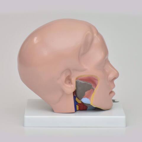 CABEZA NATURAL CON MEDIO CEREBRO - Imagen 4