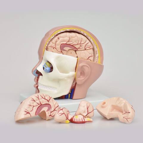 CABEZA NATURAL CON MEDIO CEREBRO - Imagen 5