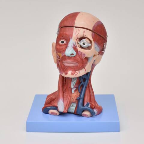 MODELO ANATÓMICO DE MUSCULATURA DE CABEZA Y CUELLO - Imagen 2