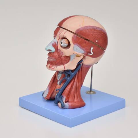 MODELO ANATÓMICO DE MUSCULATURA DE CABEZA Y CUELLO - Imagen 3