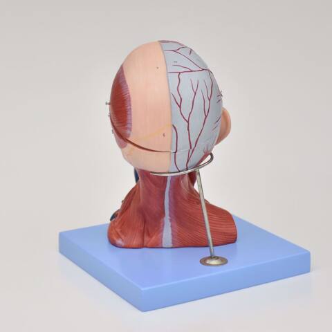 MODELO ANATÓMICO DE MUSCULATURA DE CABEZA Y CUELLO - Imagen 4