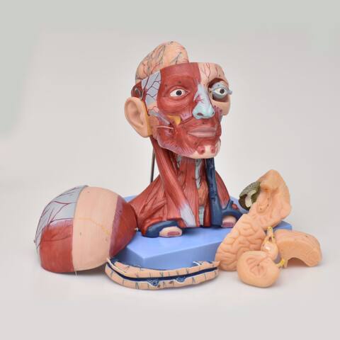 MODELO ANATÓMICO DE MUSCULATURA DE CABEZA Y CUELLO - Imagen 5