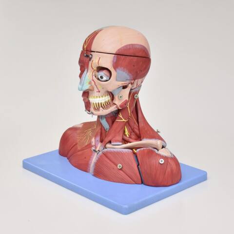 MODELO ANATÓMICO DE LA CABEZA Y CUELLO CON CEREBRO, VASOS Y NERVIOS - Imagen 2