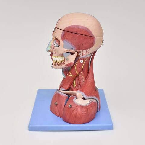 MODELO ANATÓMICO DE LA CABEZA Y CUELLO CON CEREBRO, VASOS Y NERVIOS - Imagen 3