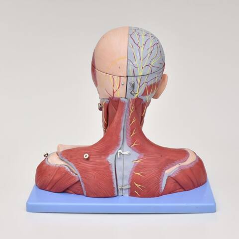 MODELO ANATÓMICO DE LA CABEZA Y CUELLO CON CEREBRO, VASOS Y NERVIOS - Imagen 5