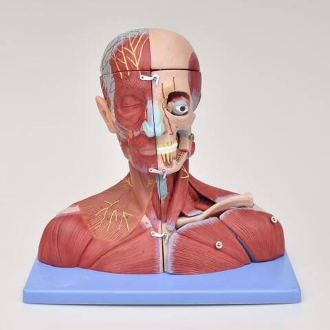 MODELO ANATÓMICO DE LA CABEZA Y CUELLO CON CEREBRO, VASOS Y NERVIOS - Imagen 4