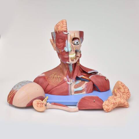 MODELO ANATÓMICO DE LA CABEZA Y CUELLO CON CEREBRO, VASOS Y NERVIOS - Imagen 6