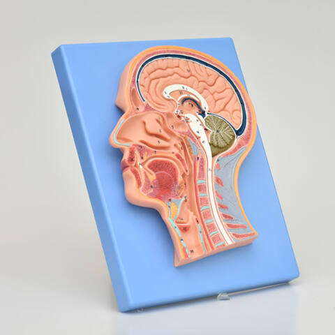 CORTE MEDIAL DE LA CABEZA - Imagen 2