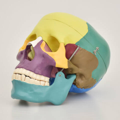 MODELO DE CRÁNEO HUMANO CON COLORES - Imagen 2
