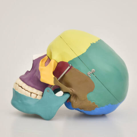 MODELO DE CRÁNEO HUMANO CON COLORES - Imagen 3