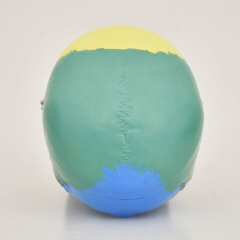 MODELO DE CRÁNEO HUMANO CON COLORES - Imagen 4