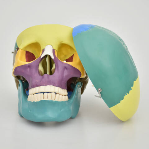 MODELO DE CRÁNEO HUMANO CON COLORES - Imagen 5