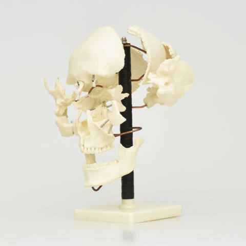 MODELO DE CRÁNEO DISECTADO - Imagen 2