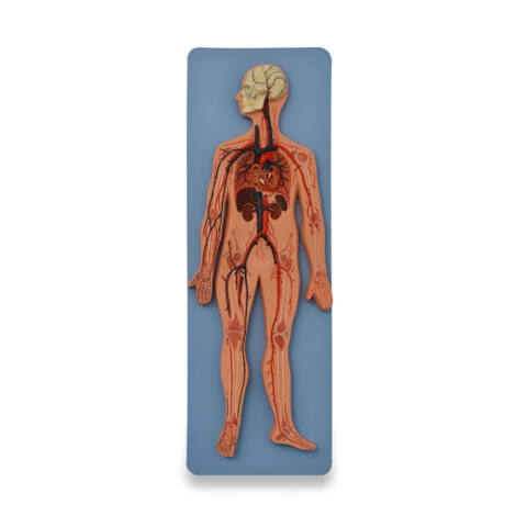 MODELO ANATÓMICO DE SISTEMA CIRCULATORIO HUMANO