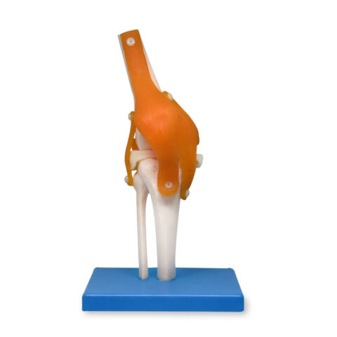ARITICULACIÓN DE RODILLA GIGANTE CON LIGAMENTOS, PREMIUM