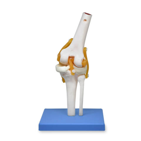 ARITICULACIÓN DE RODILLA GIGANTE CON LIGAMENTOS, PREMIUM - Imagen 2
