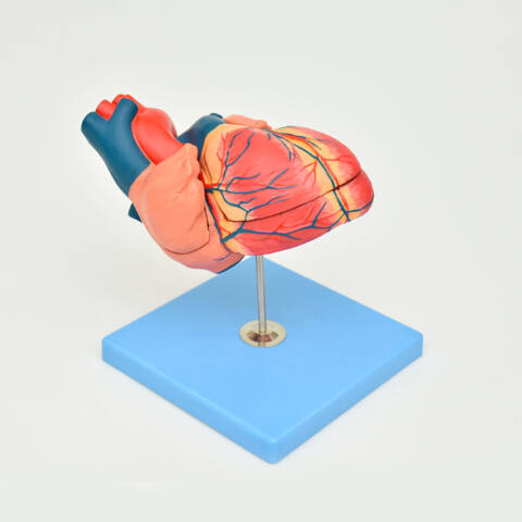 CORAZÓN ANATÓMICO DE LUJO - Imagen 3