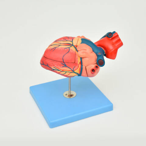 CORAZÓN ANATÓMICO DE LUJO - Imagen 2