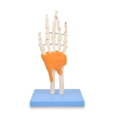MODELO DEL ESQUELETO DE LA MANO CON LIGAMENTOS Y TÚNEL CARPIANO
