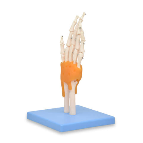 MODELO DEL ESQUELETO DE LA MANO CON LIGAMENTOS Y TÚNEL CARPIANO - Imagen 2