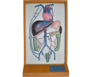 MODELO ELECTRÓNICO DE LA VENA PORTA Y CIRCULACIÓN ELÉCTRICA